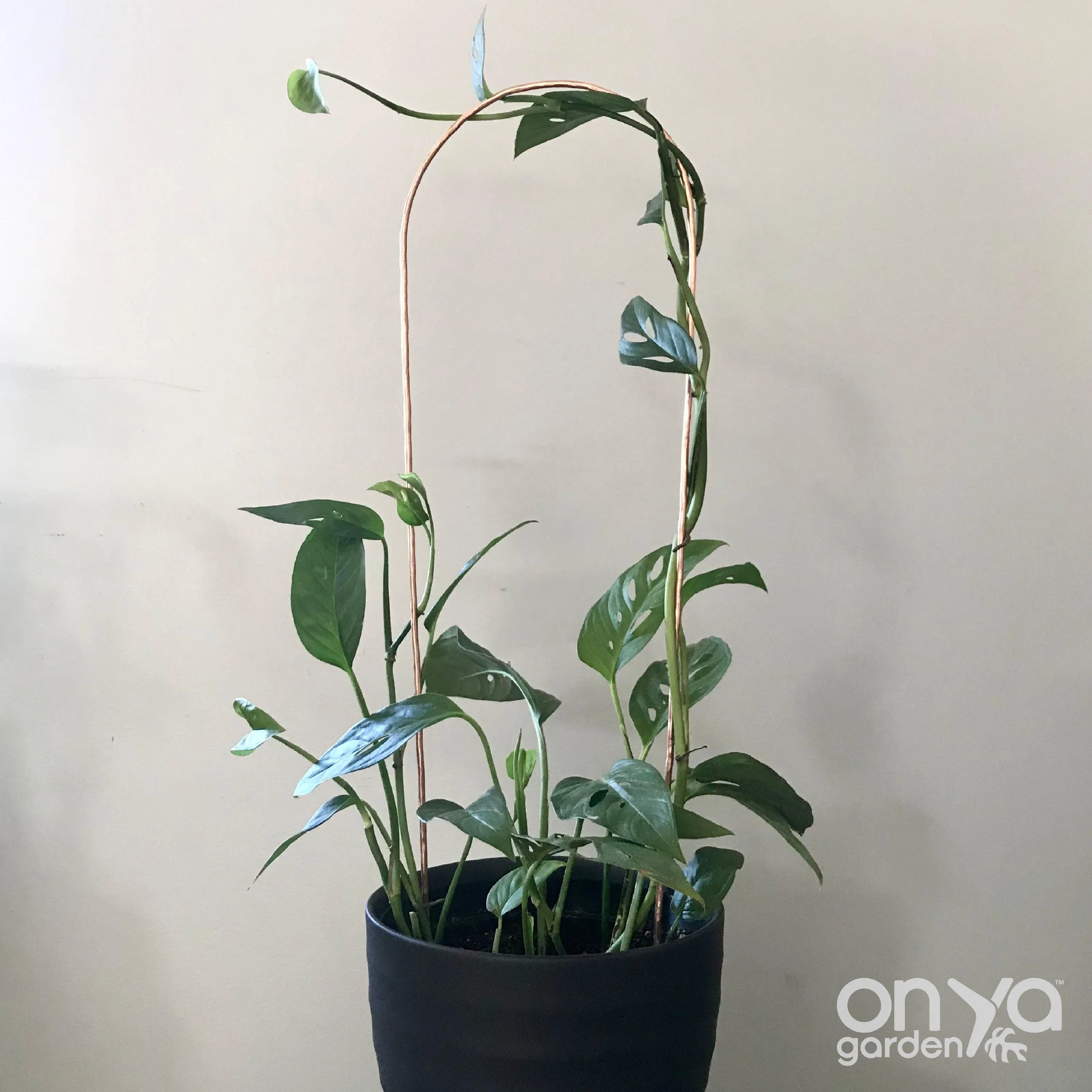 Copper Arch Trellis for House Plants, 4 Sizes Available