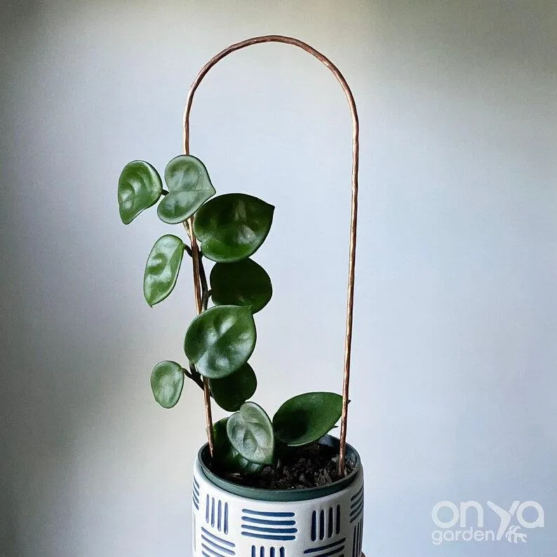 Copper Arch Trellis for House Plants, 4 Sizes Available