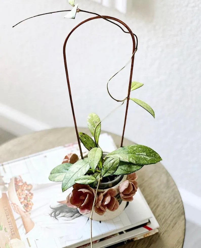 Copper Arch Trellis for House Plants, 4 Sizes Available