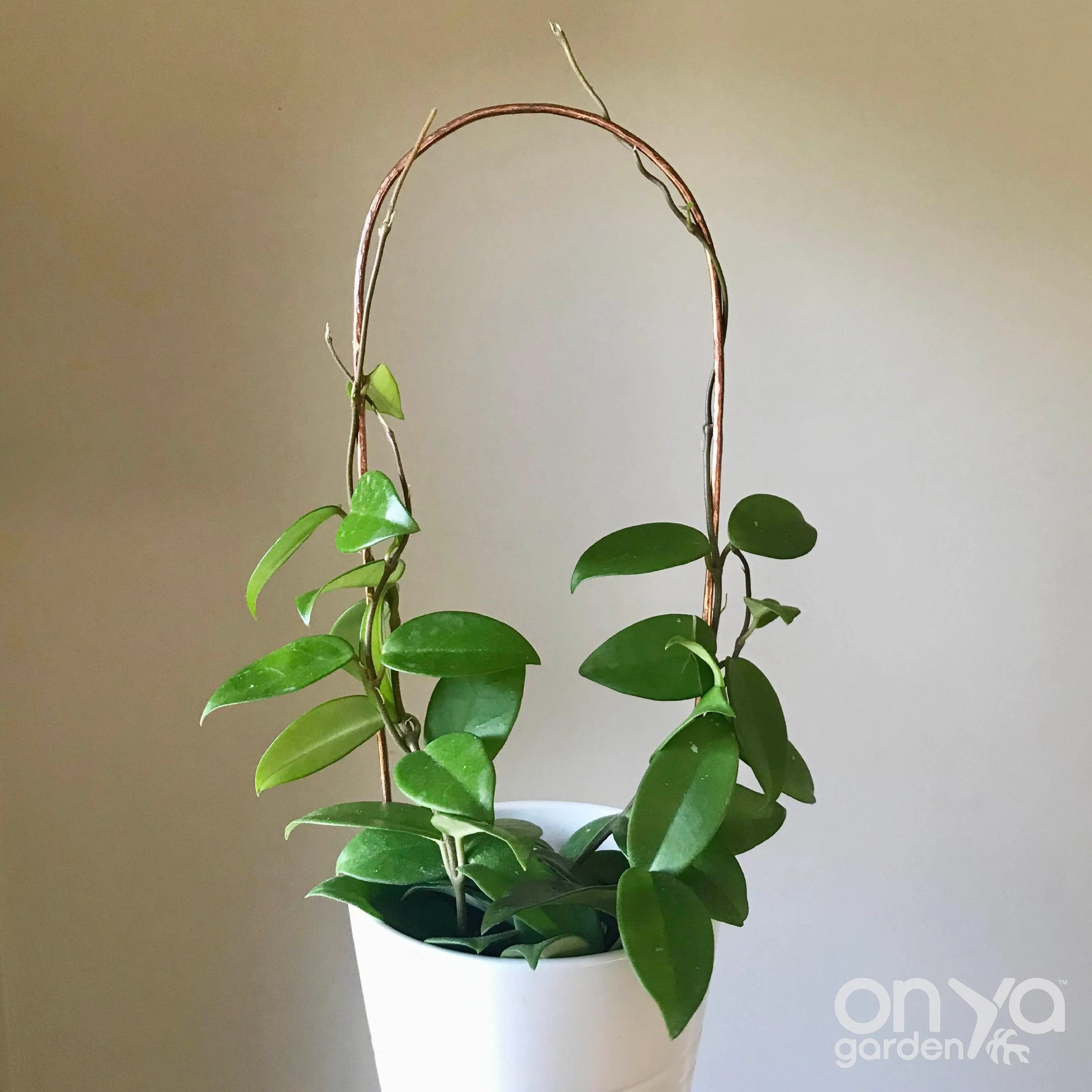 Copper Arch Trellis for House Plants, 4 Sizes Available