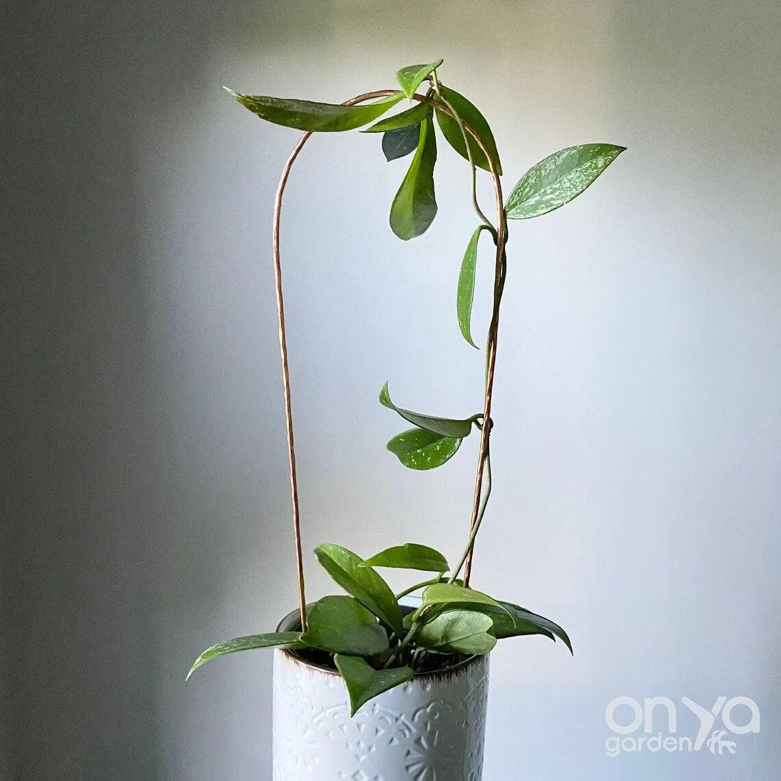 Copper Arch Trellis for House Plants, 4 Sizes Available