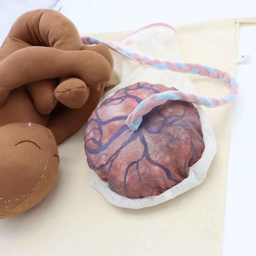 PLACENTA/CORD/AMNION/CHORION CLOTH MODEL