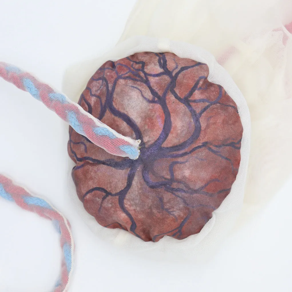 PLACENTA/CORD/AMNION/CHORION CLOTH MODEL