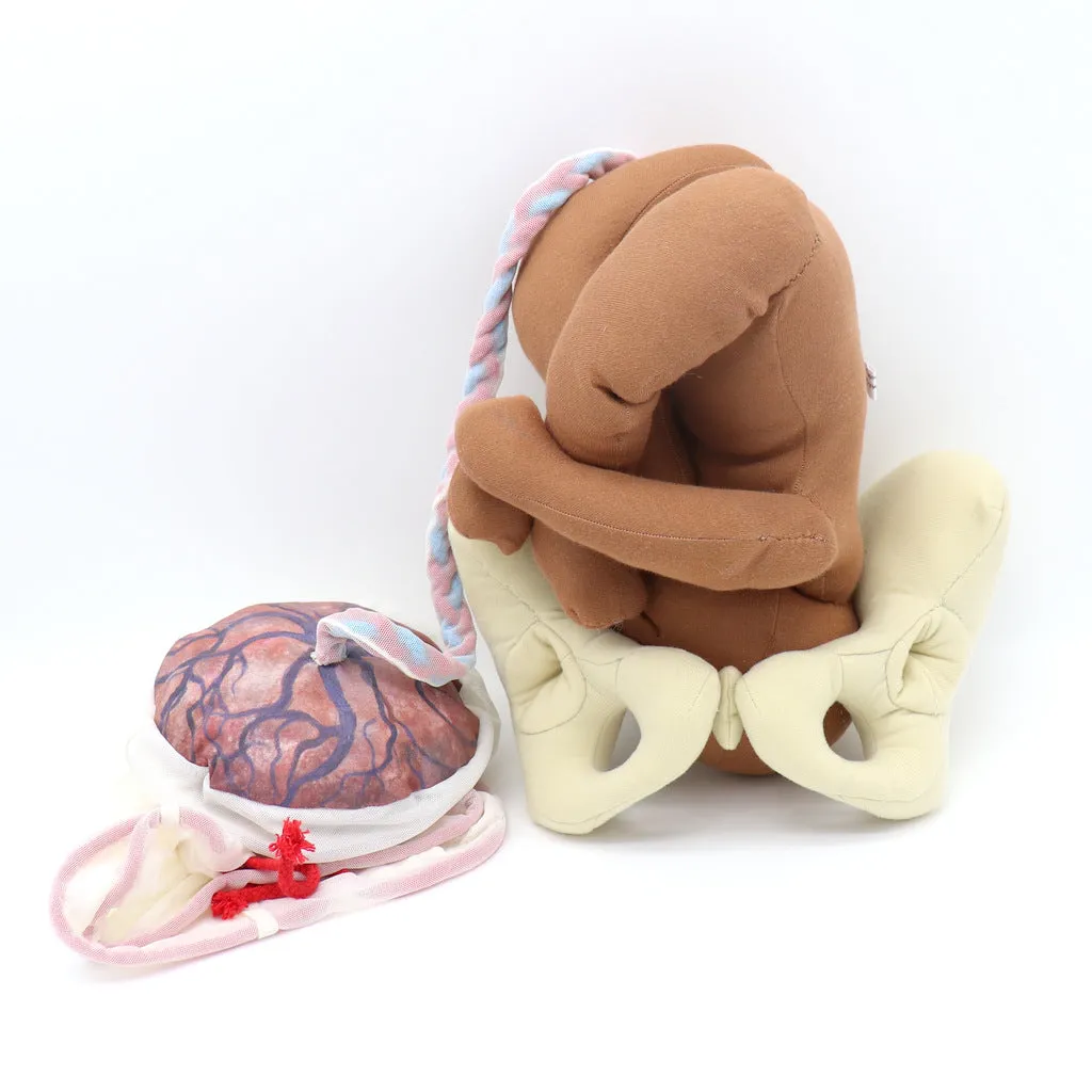 PLACENTA/CORD/AMNION/CHORION CLOTH MODEL